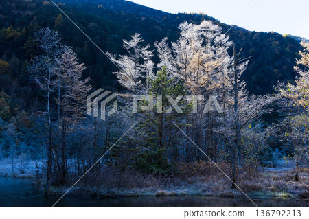 秋季清晨，日本著名山區度假勝地上高地的田代池。 136792213