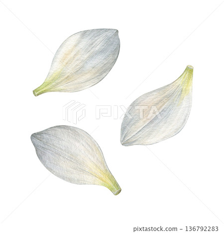 Watercolor illustration of white narcissus petals with soft shading and subtle green bases. Ideal for patterns, prints, packaging, wedding stationery and floral design Watercolor illustration of white narcissus petals with soft shading and subtle green bases. Ideal for patterns, prints, packaging, wedding stationery and floral design 136792283
