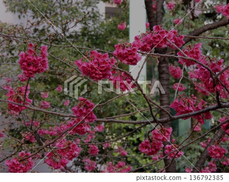 [Tokyo, Sumida Ward] Red plum blossoms bloom in Yasuda Garden 136792385