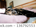 Close-up of a tortoiseshell cat sleeping peacefully on a soft pink bed in a cozy bedroom. The relaxed domestic cat is lying on its side with eyes closed. 136792553