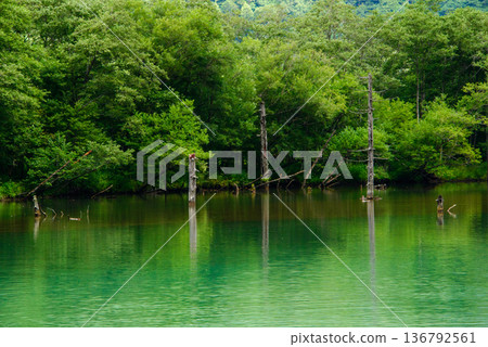 Pond wrapped in fresh green Pond wrapped in fresh green 136792561
