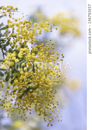 含羞草花在藍天映襯下閃閃發光，構成柔和的春日景象。 136792657