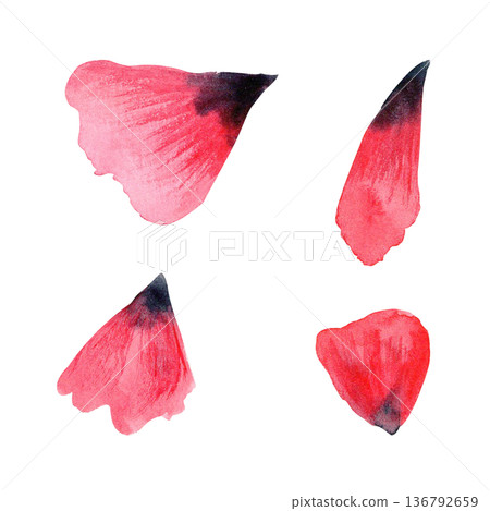 Red poppy petals set isolated on white, hand-painted watercolor elements with soft gradients, natural texture, ideal for floral compositions, wedding stationery, packaging, prints and design projects 136792659
