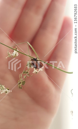 Ladybug pupa attached to delicate umbel flower stem with small white blossoms. Close up of insect metamorphosis stage against soft hand background in natural light. Ladybug pupa attached to delicate umbel flower stem with small white blossoms. Close up of insect metamorphosis stage against soft hand background in natural light. 136792683