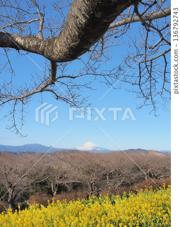 一月,從神奈川縣吾妻山眺望富士山,背景是一片油菜花田。 一月,從神奈川縣吾妻山眺望富士山,背景是一片油菜花田。 136792743