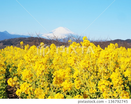 一月,從神奈川縣吾妻山眺望富士山,背景是一片油菜花田。 一月,從神奈川縣吾妻山眺望富士山,背景是一片油菜花田。 136792745