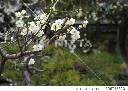 Plum Festival of Yushima Tenmangu 136792820