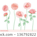 Ranunculus flower with individual petals, vector illustration 136792822