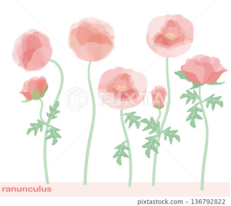 Ranunculus flower with individual petals, vector illustration 136792822