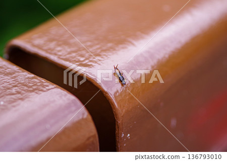 An earwig walking along a railing in a park An earwig walking along a railing in a park 136793010