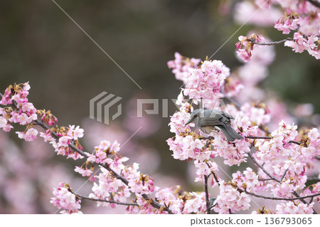 Cherry blossoms and brown eyes 136793065