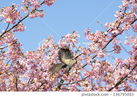 Cherry blossoms and brown eyes Cherry blossoms and brown eyes 136793083