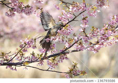 櫻花和棕色的眼睛 136793086