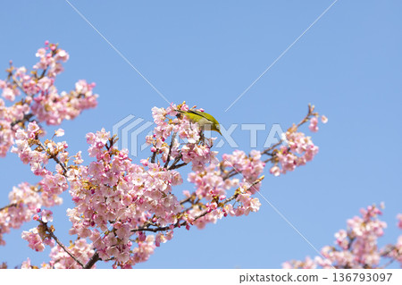 Cherry blossoms and white-eye Cherry blossoms and white-eye 136793097