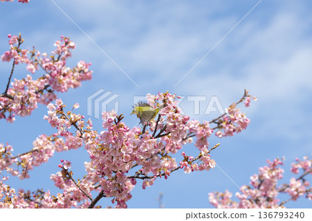 Cherry blossoms and white-eye 136793240