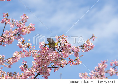 Cherry blossoms and white-eye 136793241