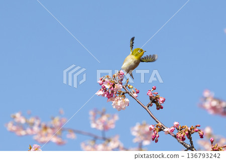 Cherry blossoms and white-eye 136793242