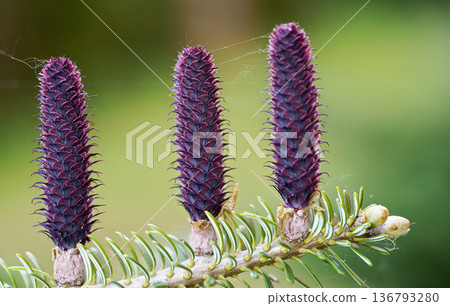 Young purple spruce (abies species) cones growing on branch with fir, closeup detail 136793280
