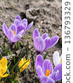 Spring flowers were blooming in the garden, crocuses with stripes and blue flowers 136793329