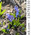 Scilla with blue buds and leaves in the garden, spring ornamental flower 136793330