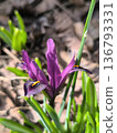 Iris bulb flower blooming in the garden, spring ornamental flower 136793331