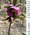Spring flowers bloomed in the garden: a Helleborus flower with burgundy petals. 136793332