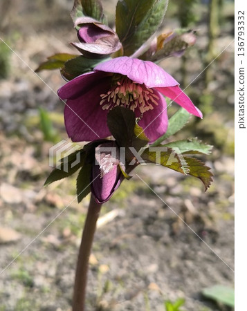 Spring flowers bloomed in the garden: a Helleborus flower with burgundy petals. Spring flowers bloomed in the garden: a Helleborus flower with burgundy petals. 136793332