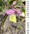 Spring flowers have bloomed in the garden: a Helleborus flower with a yellow butterfly. 136793333