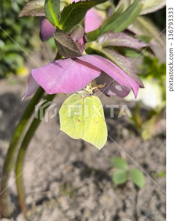 Spring flowers have bloomed in the garden: a Helleborus flower with a yellow butterfly. Spring flowers have bloomed in the garden: a Helleborus flower with a yellow butterfly. 136793333