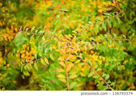 黃色秋葉 黃色秋葉 136793374