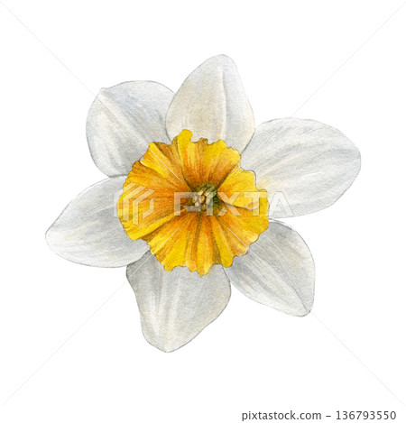 Watercolor illustration of white narcissus flower with yellow-orange center, shown from above on a white background. Soft botanical style. Good for prints, stationery, packaging, textiles, and decor 136793550