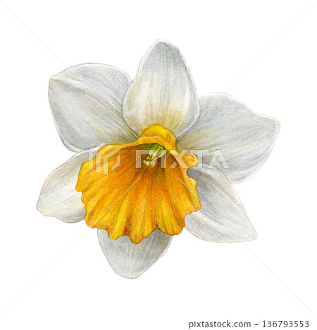 Watercolor illustration of white narcissus flower with yellow-orange center, shown from above on a white background. Soft botanical style. Good for prints, stationery, packaging, textiles, and decor Watercolor illustration of white narcissus flower with yellow-orange center, shown from above on a white background. Soft botanical style. Good for prints, stationery, packaging, textiles, and decor 136793553