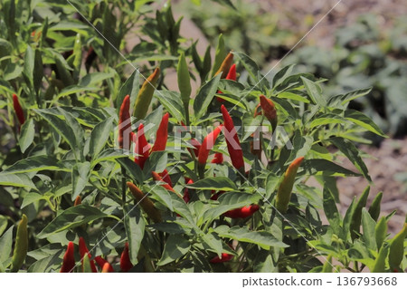 Bright red chili peppers grown in a home garden 136793668