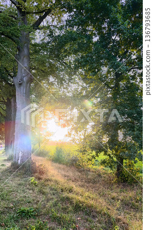 Peaceful forest glade bathed in gentle sunlight and warmth Peaceful forest glade bathed in gentle sunlight and warmth 136793685