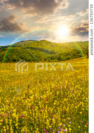 countryside mountain landscape during fine weather on summer sunset. grassy rural field with flowers near the forested hillside in evening light. wonderful place with blooming alpine flora countryside mountain landscape during fine weather on summer sunset. grassy rural field with flowers near the forested hillside in evening light. wonderful place with blooming alpine flora 136793739