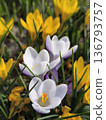White, yellow crocus flowers bloomed in the garden in the springtime 136793757
