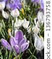 White, blue crocus flowers bloomed in the garden in the springtime 136793758