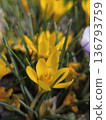 Yellow crocus flowers, spring background, decorate flower in garden 136793759