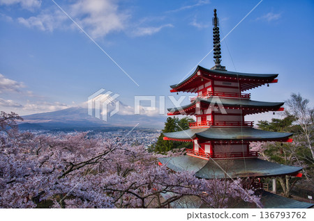 荒倉山和富士山上的櫻花盛開 136793762