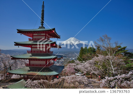 荒倉山和富士山上的櫻花盛開 136793763