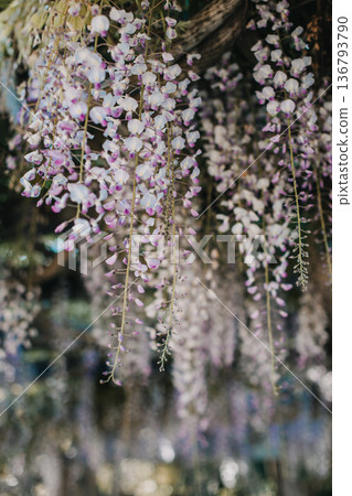 Beautiful flowers of Wisteria in a spring garden on a sunny day. 136793790