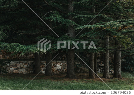 Amazing green trees in a park near St. Stefan, Montenegro. Amazing green trees in a park near St. Stefan, Montenegro. 136794026