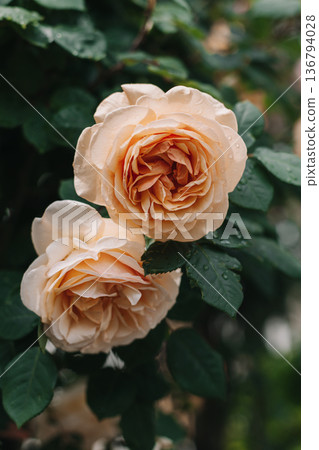 Beautiful peach pink Rose flowers in a spring garden after the rain. 136794028