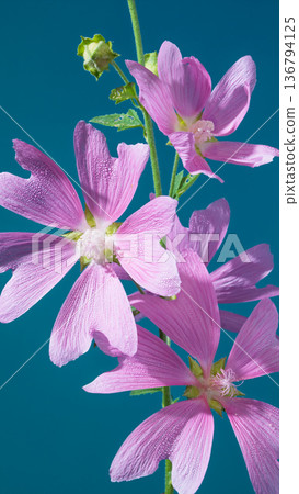 Pink mallow stalks with multibloom arrangement against teal background emphasize natural beauty 136794125