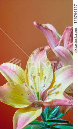 Painterly depiction of lily displaying vivid colors and subtle shading on orange background 136794127