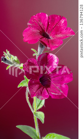 Detailed botanical artwork illustrating tall petunia stems with fragile buds and complex blossoms 136794128