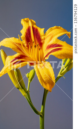 Striking orange flower with fiery color palette. Editorial style image of vibrant orange daylily 136794129