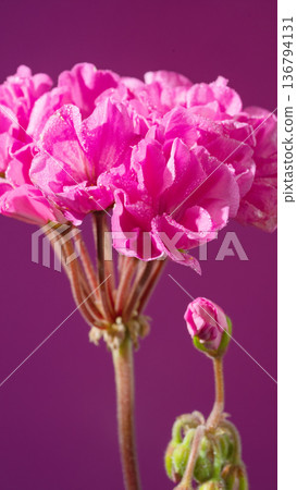Bright geranium with buds blossoming. Vivid geranium featuring clustered buds and bold colors Bright geranium with buds blossoming. Vivid geranium featuring clustered buds and bold colors 136794131