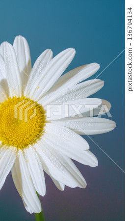 Blue background with white daisy. Cheerful summer scene illustrating white daisy with yellow center Blue background with white daisy. Cheerful summer scene illustrating white daisy with yellow center 136794134
