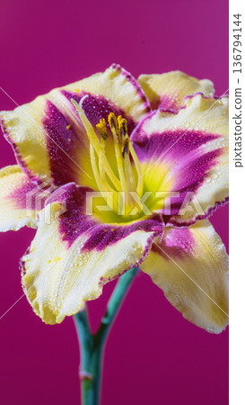 Intimate view of unique yellow and purple hybrid flower with speckled edges and vibrant colors Intimate view of unique yellow and purple hybrid flower with speckled edges and vibrant colors 136794144